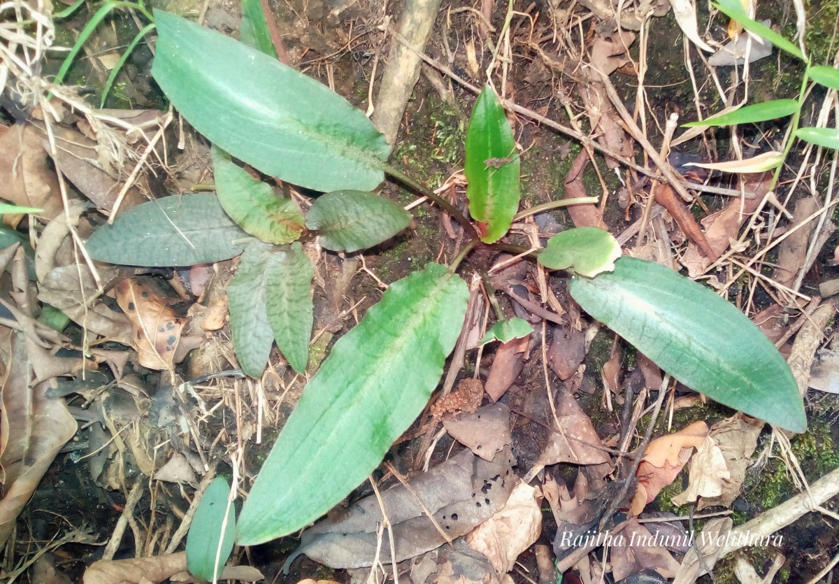 Cryptocoryne beckettii Thuill. ex Trim.